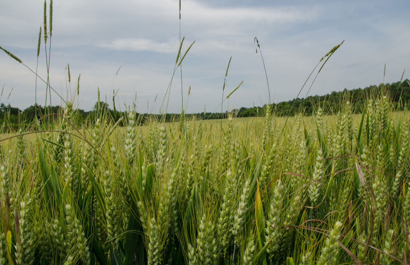 Parcelle de blé tendre, épis verts immatures - infestation : vulpin, ray grass, brome stérile