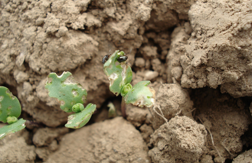 Altises sur jeunes semis de lin en 2026