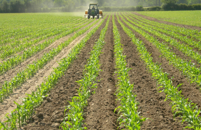 épandeur d’azote dans du maïs