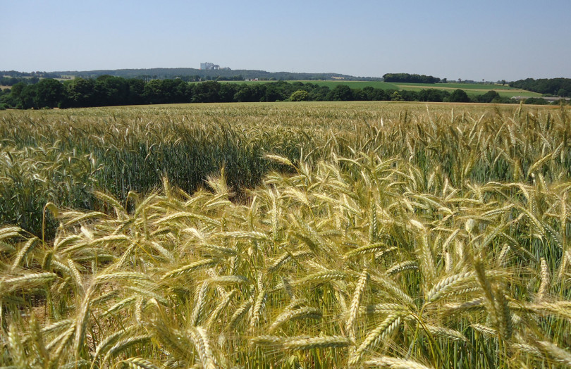 Epis immatures de triticale 2026 en Auvergne