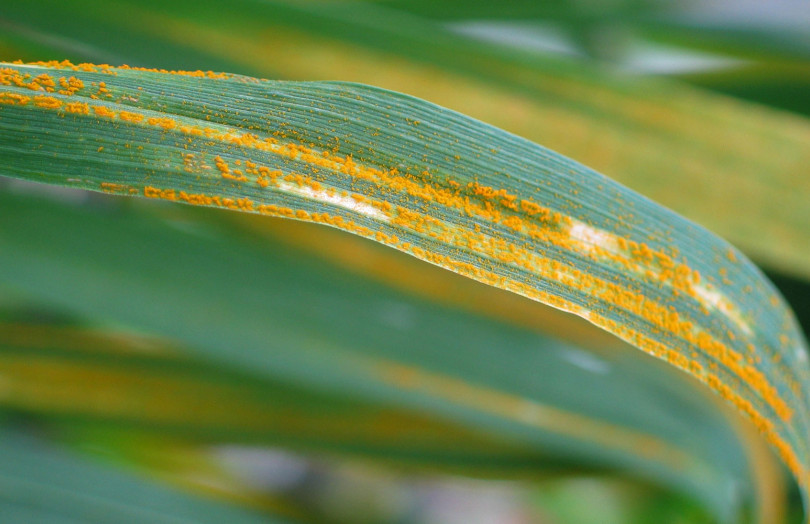 	      Pustules de rouille jaune sur feuille de céréales en Hauts-de-France en avril 2026 