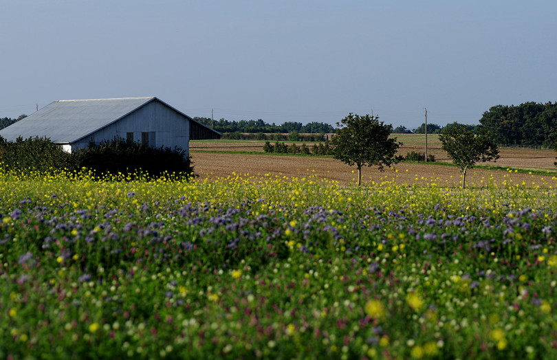 ouvert végétal en fleurs : trèfle, phacélie, moutarde