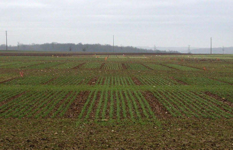 Parcelle de blé en sortie d’hiver 2024 en Champagne-Ardenne