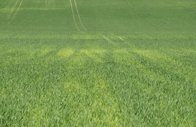 Carence en soufre dans une parcelle de céréales, avec apparition de foyers jaunes, dans le Sud-Ouest