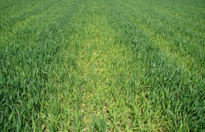 Carence en soufre sur blé tendre, en Bretagne, en 2026