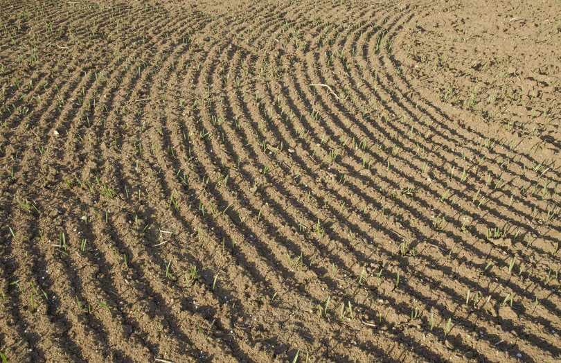 Jeunes semis d'orges de printemps en Champagne-Ardenne 