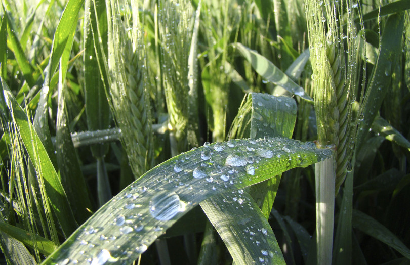 Epis de blé dur et une feuille couverte de gouttes de pluie, début mai 2026 en Rhône-Alpes