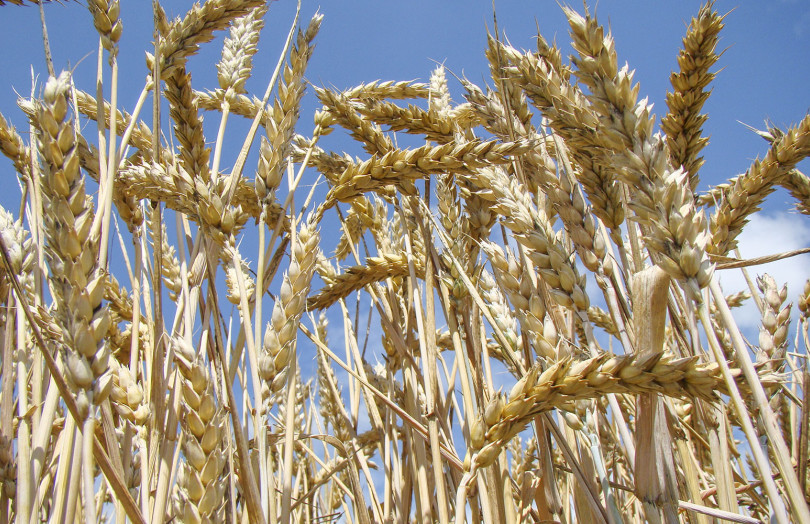 Epis de blé tendre à maturité en juillet 2025, en Hauts de France 