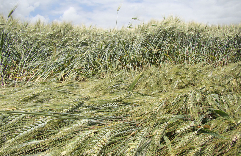 Zone de blé versé, en Normandie