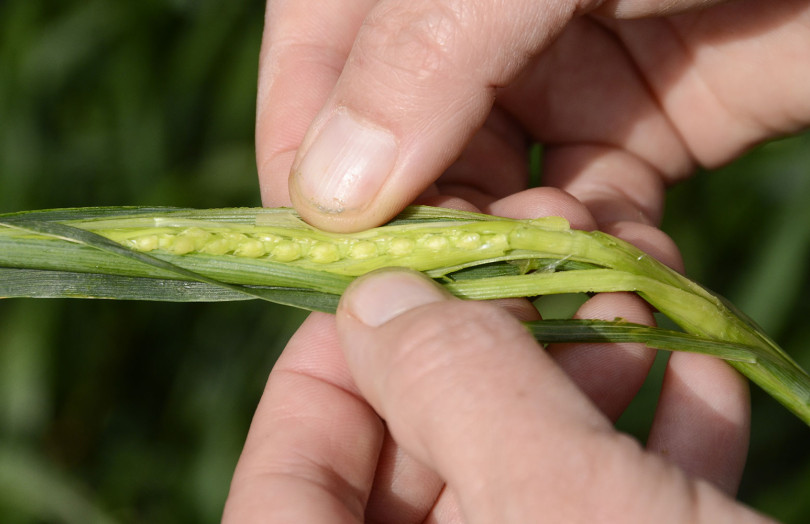 Des mains sortent un jeune épi de blé de sa gaine, stade dernière feuille pointante, en avril 2026 en Bourgogne