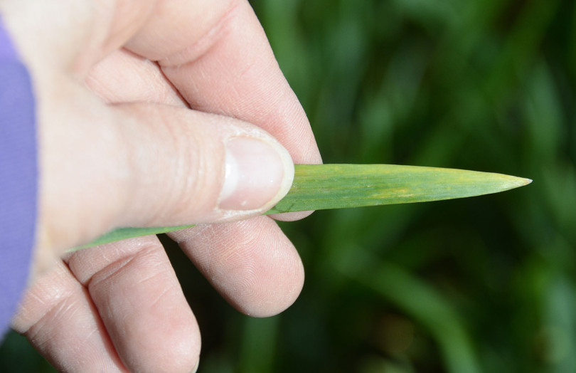 Premiers symptômes de rouille jaune sur feuille de blé tendre tenue entre deux doigts fin mars 2026, en Normandie