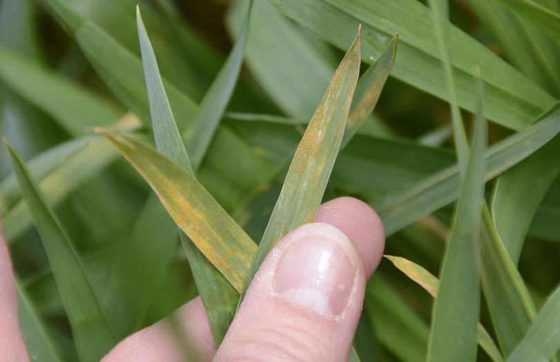 Pustules de rouille jaune sur feuilles de blé tendre tenues entre deux doigts, en Bretagne, en 2026