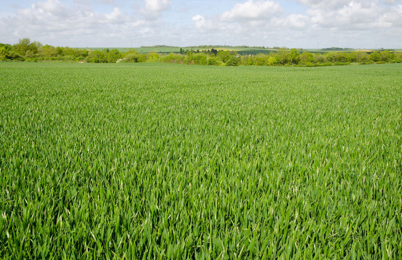 parcelle de blé fin montaison