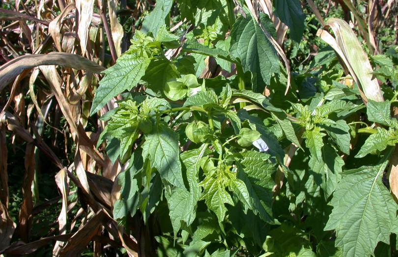 icandra physaloides - Nicandra Faux Physalis : calice fermé vert devant du maïs