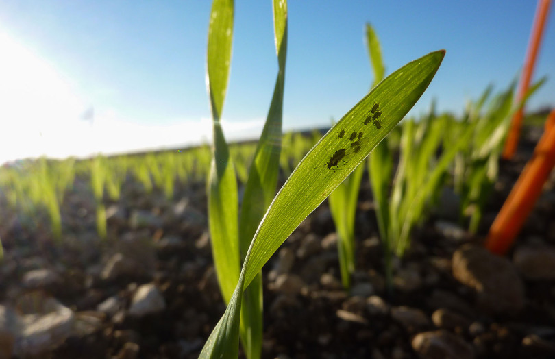 Pucerons sur jeunes semis d’orges en novembre 2025 en Normandie