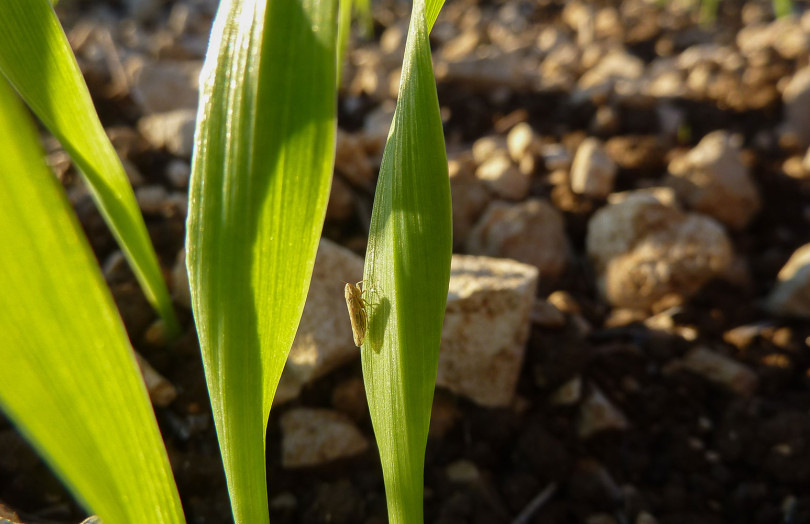 Cicadelle sur une jeune feuille de blé dur en Occitanie