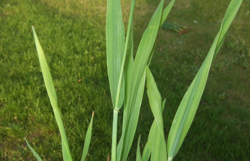 Carence en soufre sur céréales début 2026, en Bretagne