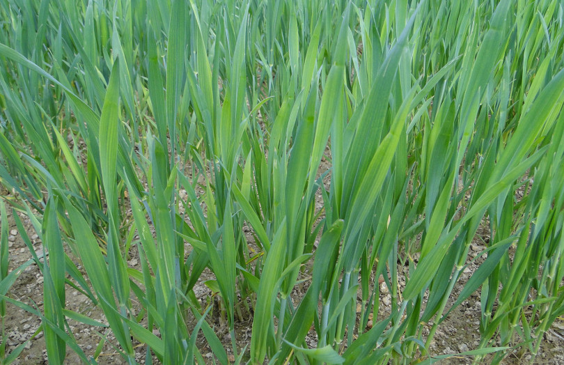 Carence en soufre sur céréales en Rhône-Alpes