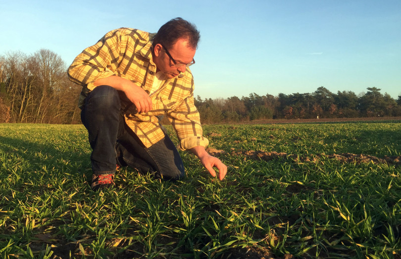 Les semis d’octobre 2025 présentent un couvert abondant en Normandie