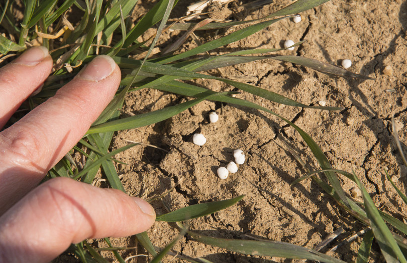 Engrais d’azote au pied des céréales en 2026 en Poitou-Charentes