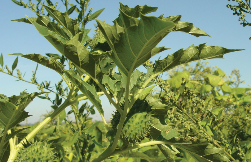 feuilles et fleurs de datura