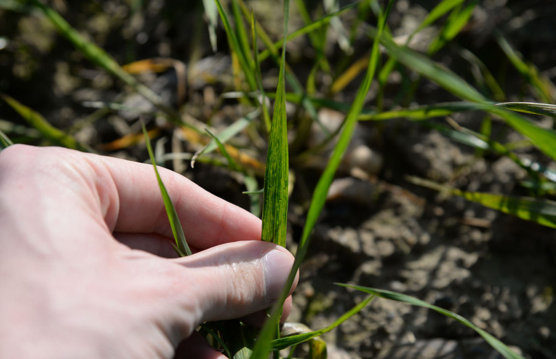 Taches de mosaïque sur des feuilles de blé début février 2026 en Ile-de-France