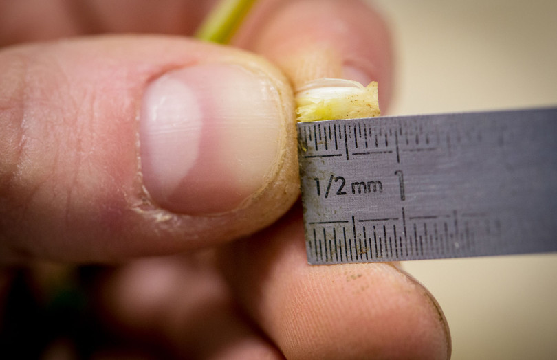 Des doigts tiennent un épi embryonnaire devant un double décimètre pour mesurer si le blé est au stade épi 1 cm en mars 2026 en Hauts-de-France 