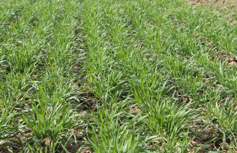 Parcelle de blé au stade tallage début février 2025 en Hauts-de-France 