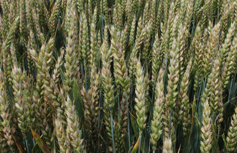 Epis de blé tendre fusariés en 2026 en Bretagne 