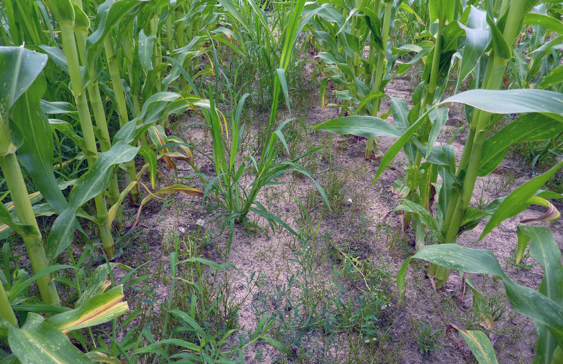 essai désherbage - maïs - infestation d'adventices : panic pied-de-coq, digitaire, renouée des oiseaux et jonc des crapaud