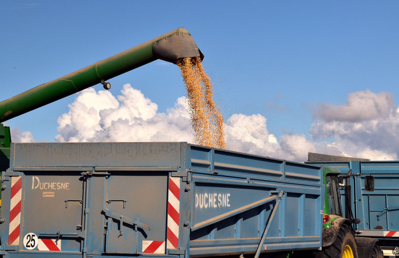 Une vis à grain vide le maïs dans la benne après récolte, en Ile-de-France