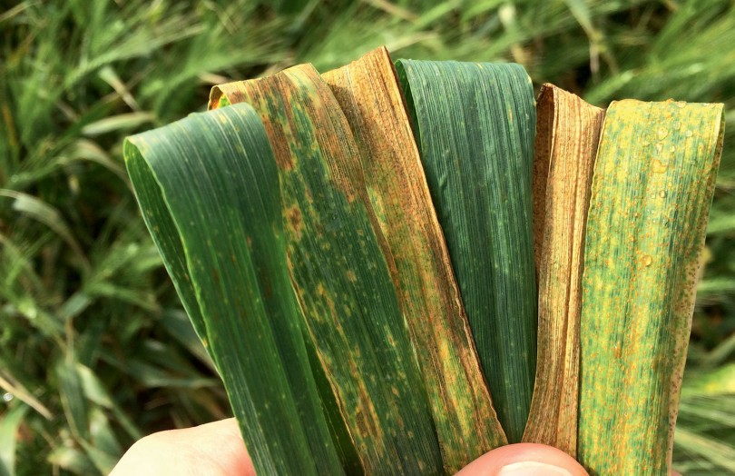 Différence de développement de la rouille brune sur des feuilles de blé dur, selon la résistance variétale