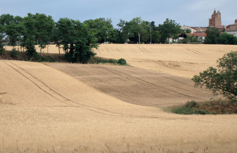 Parcelles de blé dur en 2025 en Occitanie