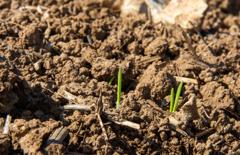 Jeunes semis d’orge de printemps 2026 en Poitou-Charentes