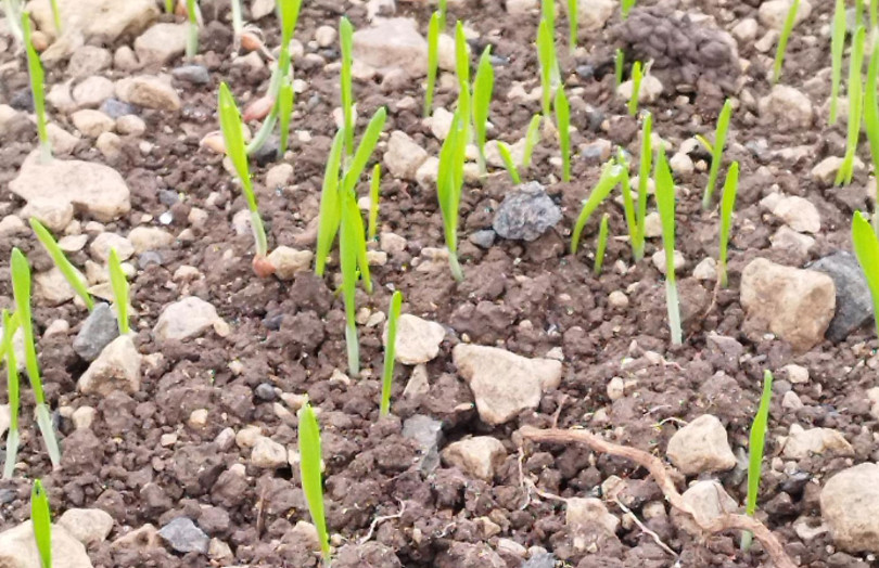 Parcelle de blé au stade levée fin octobre 2025 en Poitou-Charentes