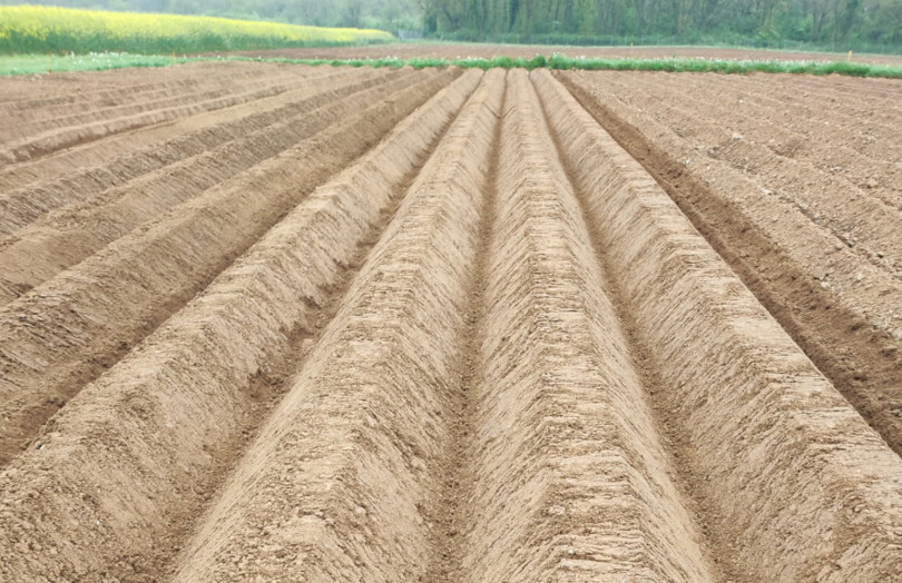 buttes de pommes de terre