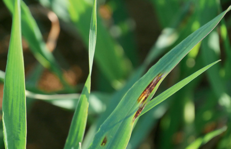 Stries foliaires d'helminthosporiose, fin montaison sur orge, observées en mars 2026 en Poitou-Charentes