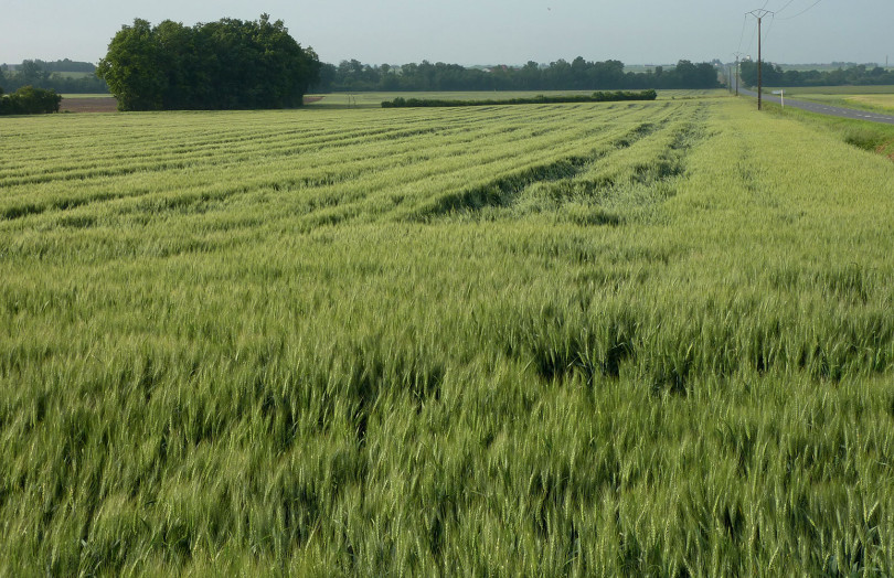 Verse observée dans une parcelle de blé tendre en Ile de France