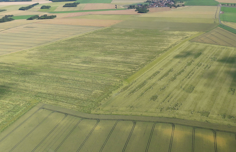 Parcelle de blé versée en Lorraine