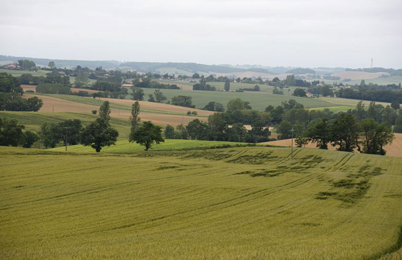 Verse dans une parcelle de céréales à paille en Occitanie