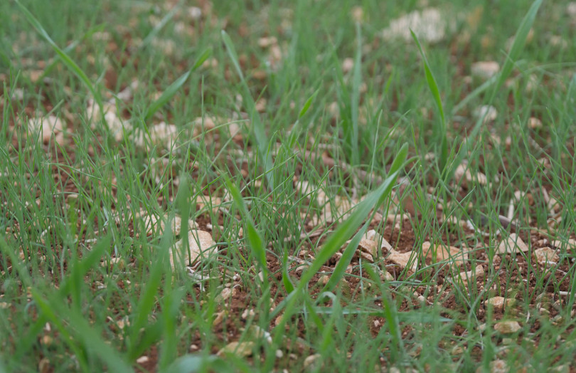 Vulpins dans jeunes semis de céréales en Champagne-Ardenne