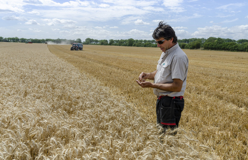 un homme frotte un épi dans ses mains pour vérifier la maturité des grains de la récolte de blé, en Champagne-Ardenne en 2025