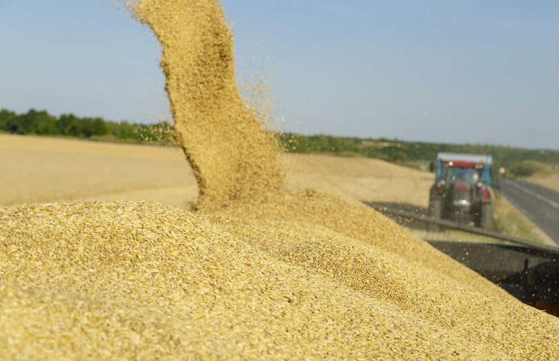 Au champ, une vis vide les grains d'orge dans la benne en juillet 2026 en Rhône-Alpes