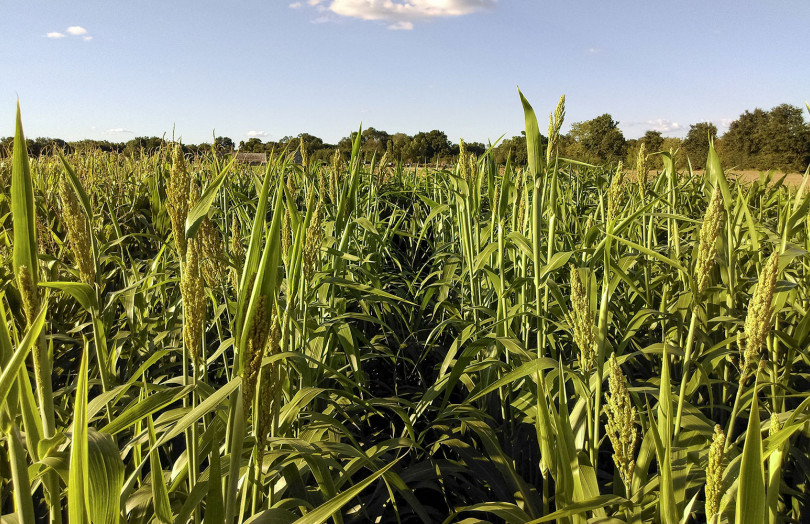 Sorgho en floraison en Occitanie