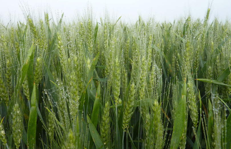 Epis de blé tendre fin avril 2026 en Occitanie
