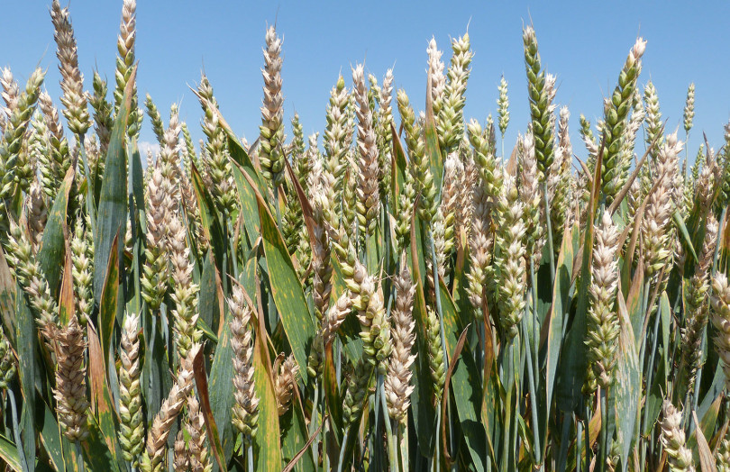 Fusarioses des épis sur blé en Occitanie