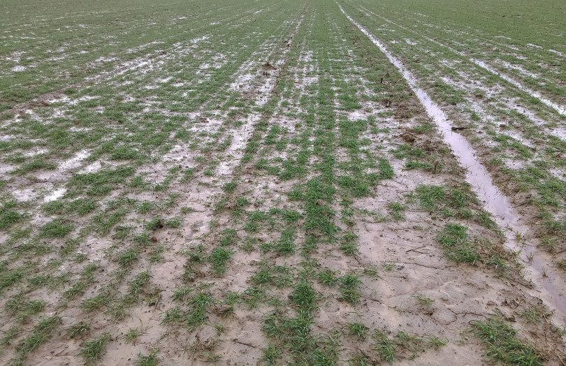 flaques d’eau dans blé tallage