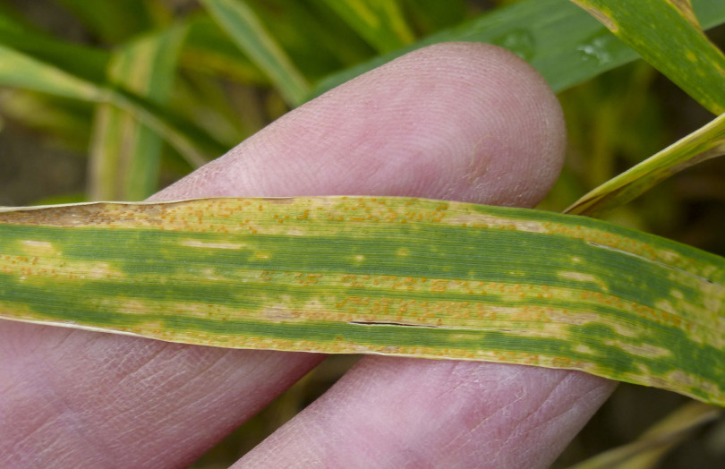 symptômes de rouille jaune