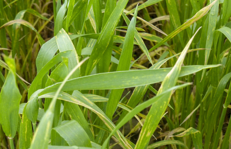 Rouille jaune sur feuilles de blé, en mars 2026 en Occitanie