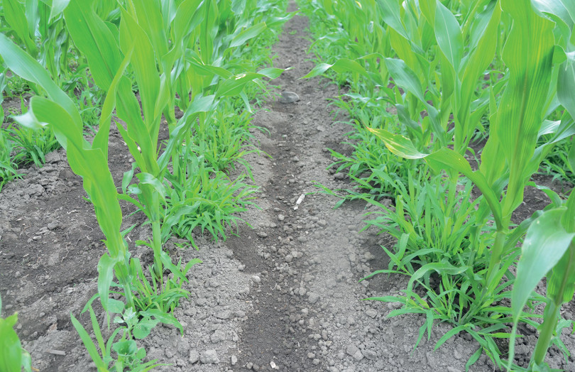 adventices sur les rangs